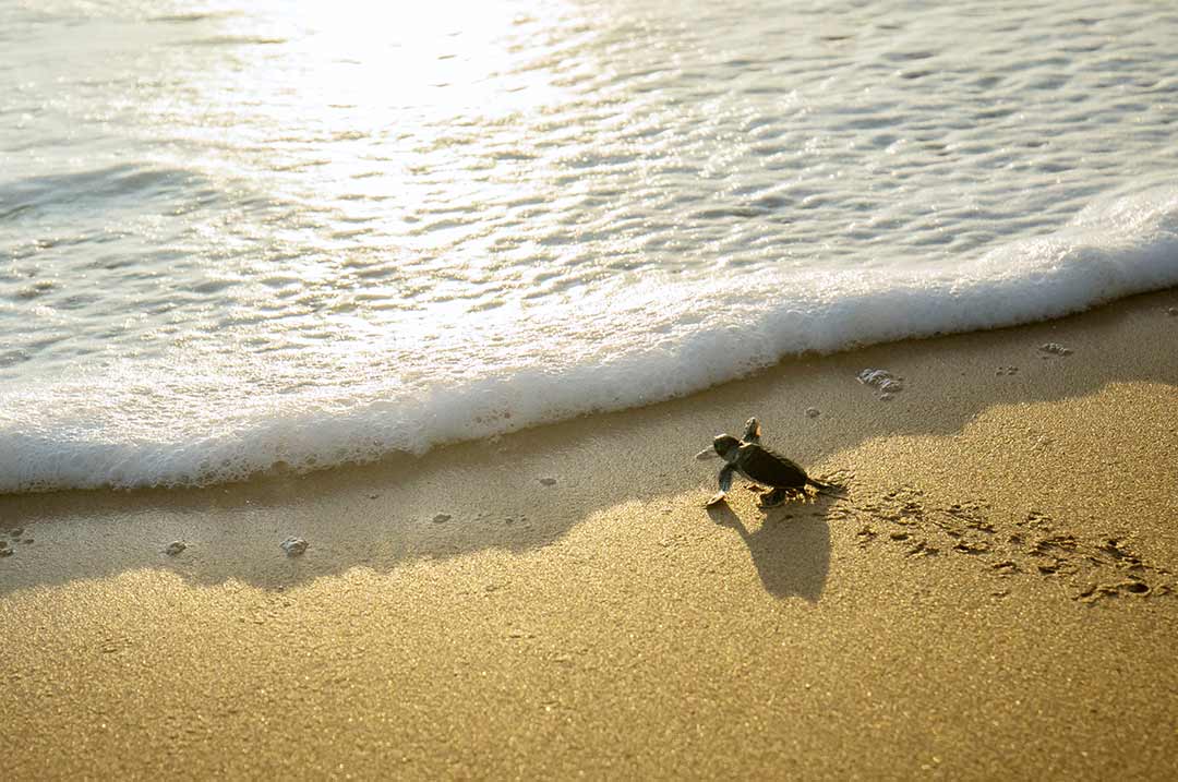 turtle hatching - isla mujeres