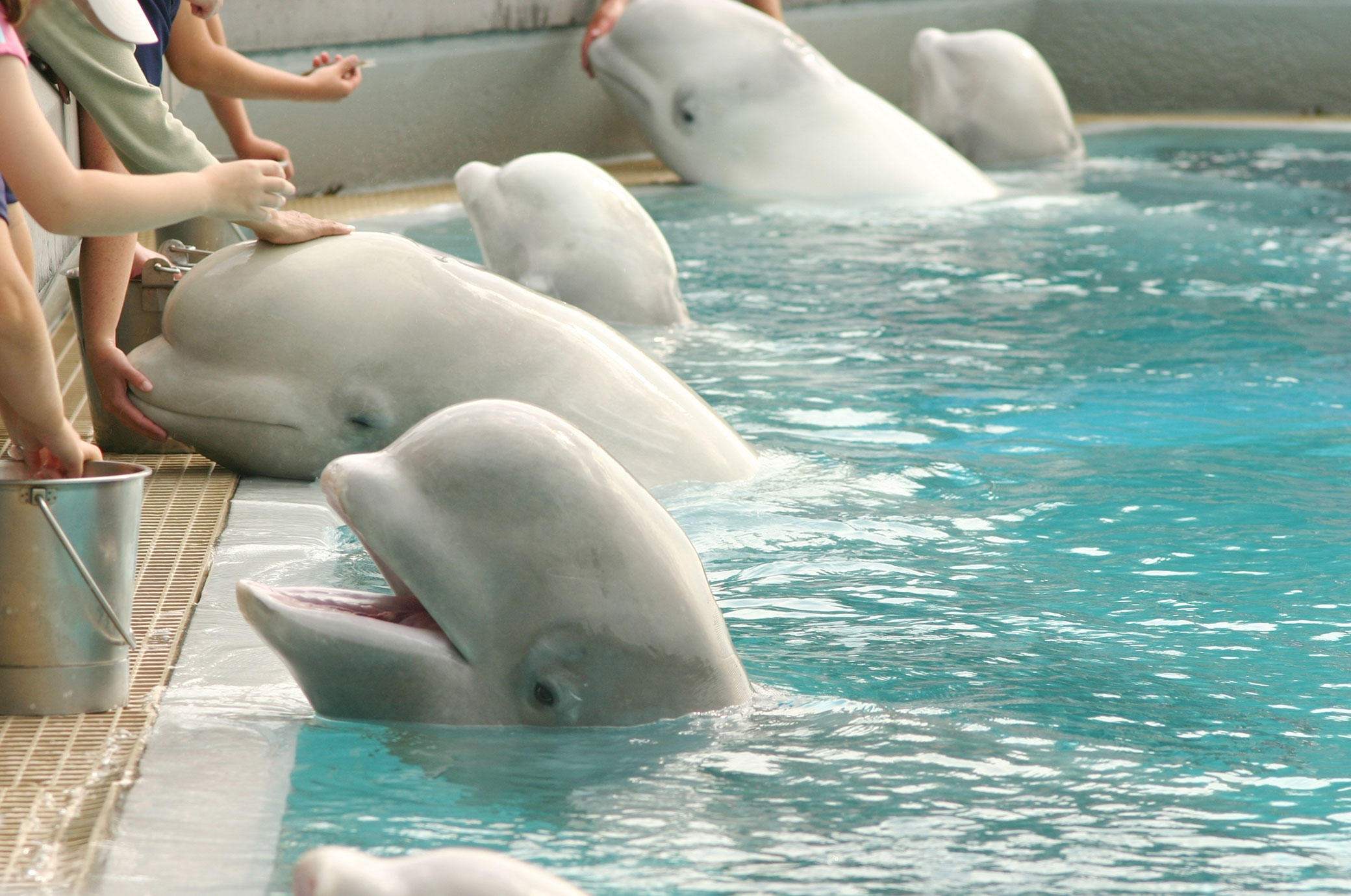 beluga whales