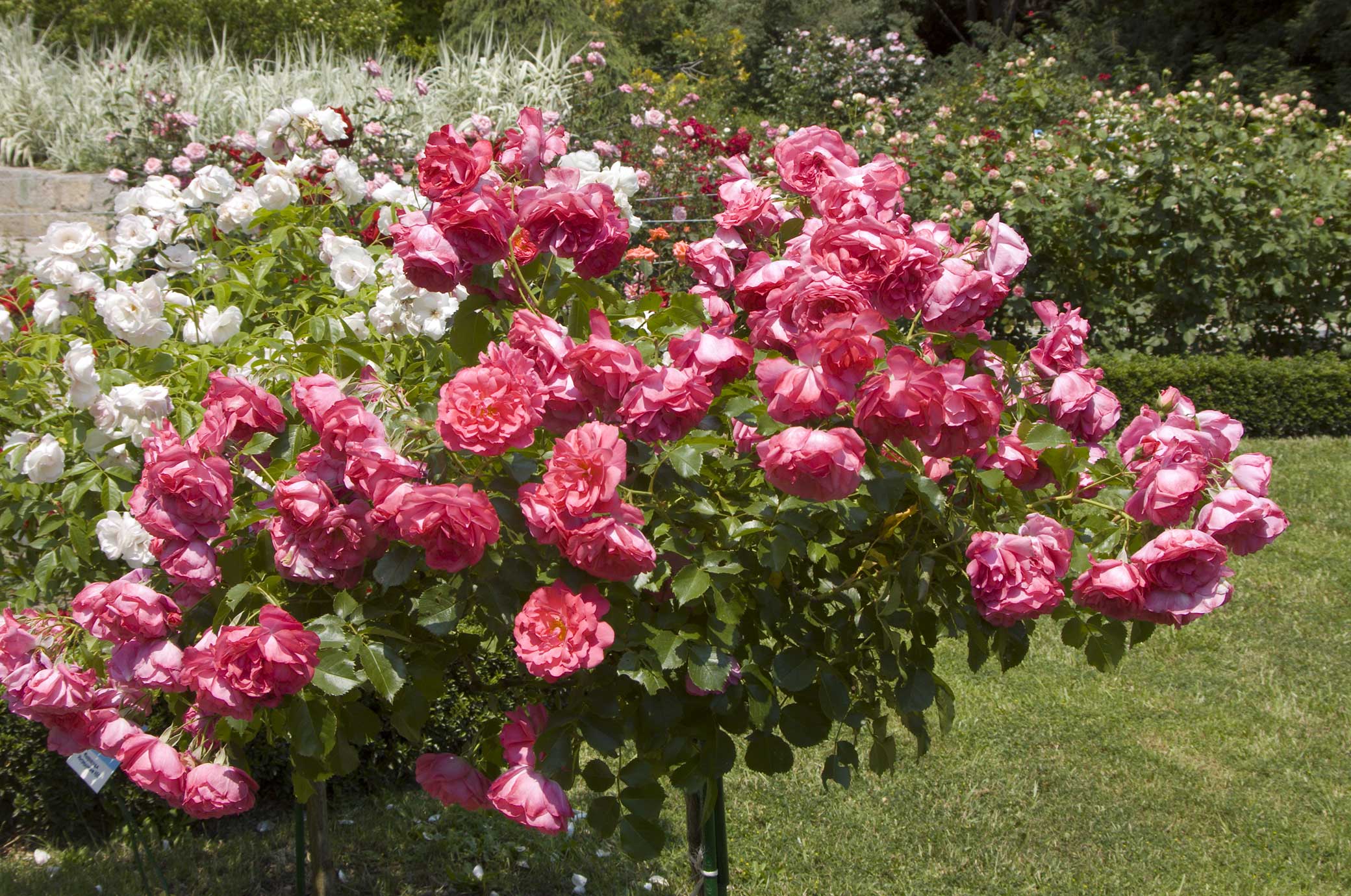 botanical garden