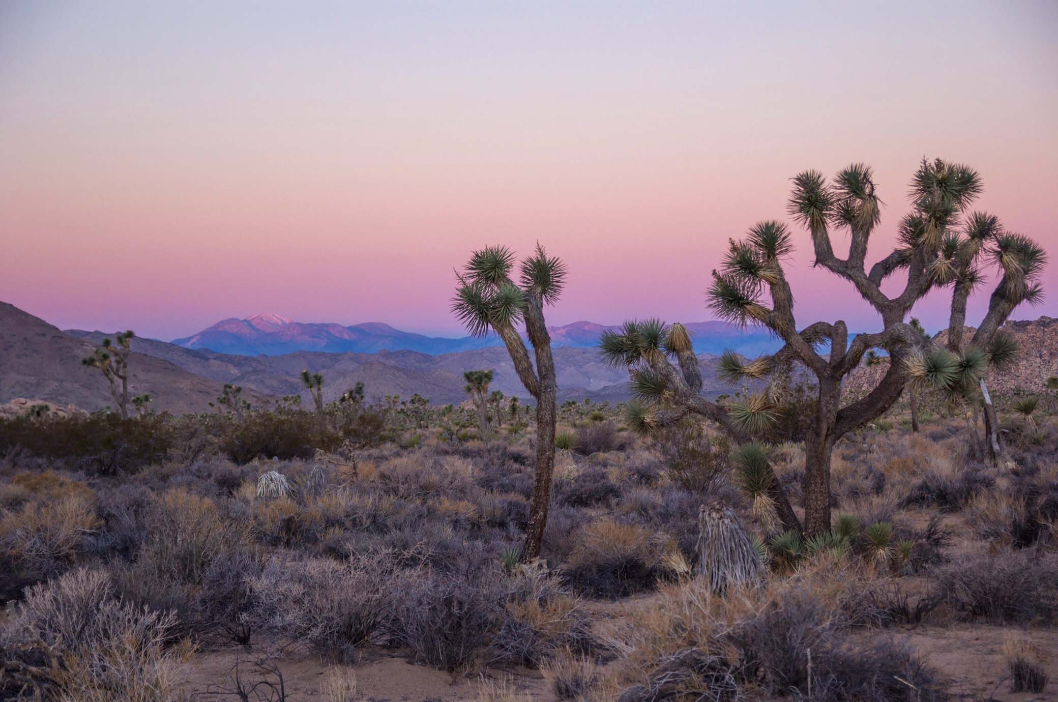 Image of sunrise at Joshua Tree National Park, a great spot for day trips from Los Angeles.