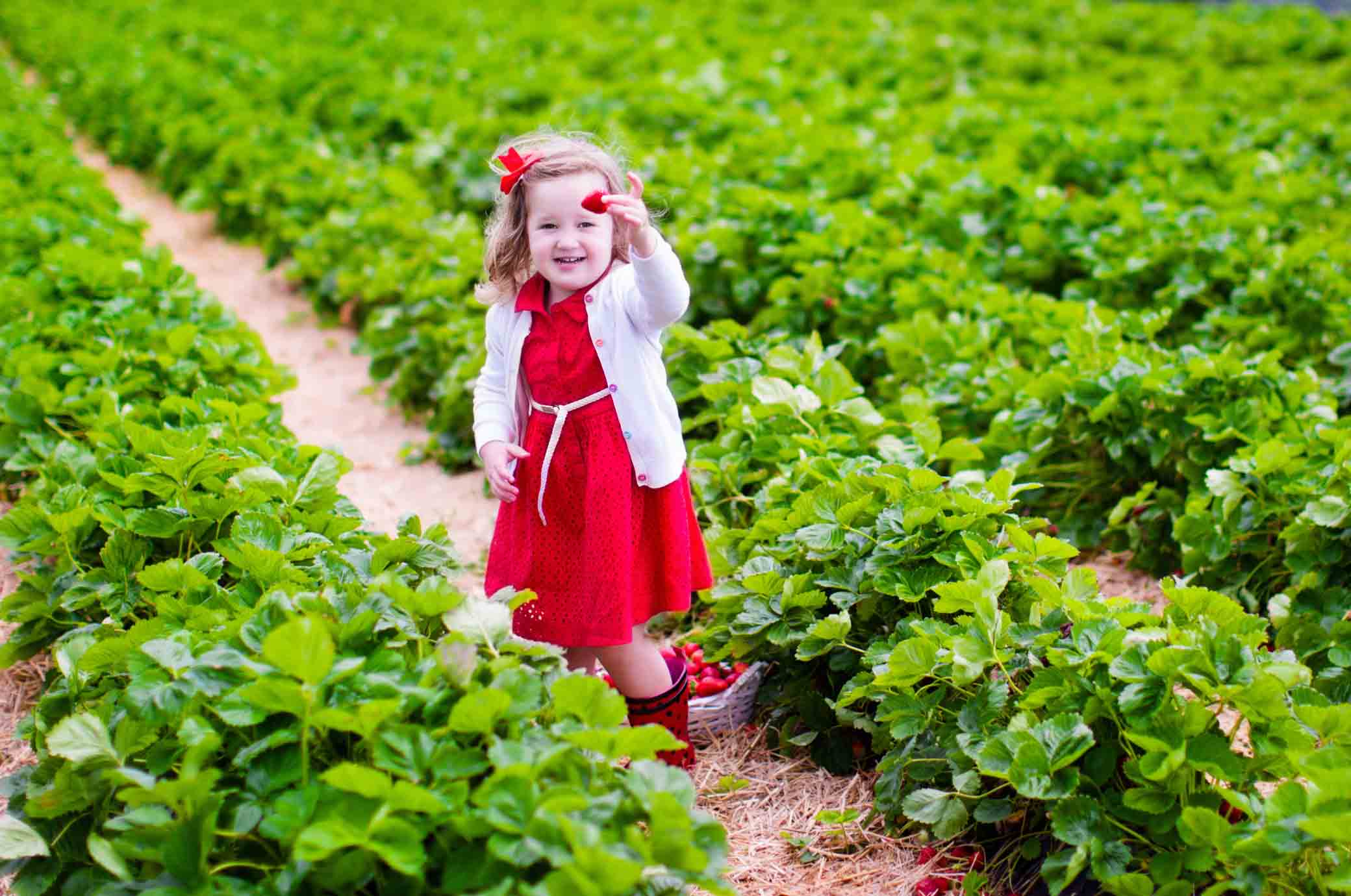 girl in a strawberry field