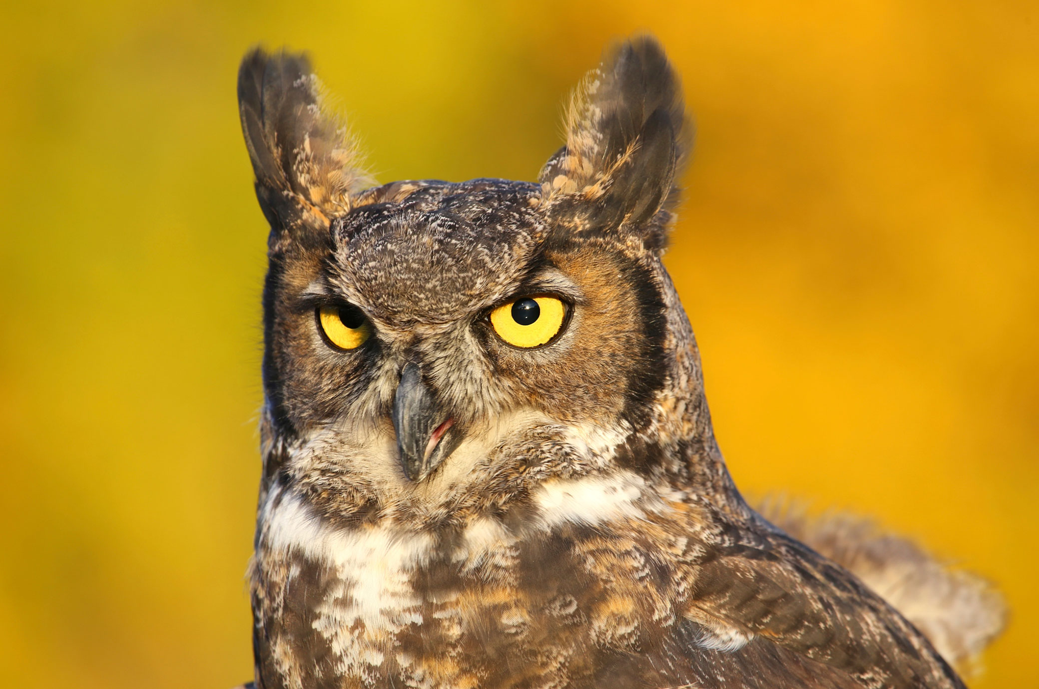 owl
