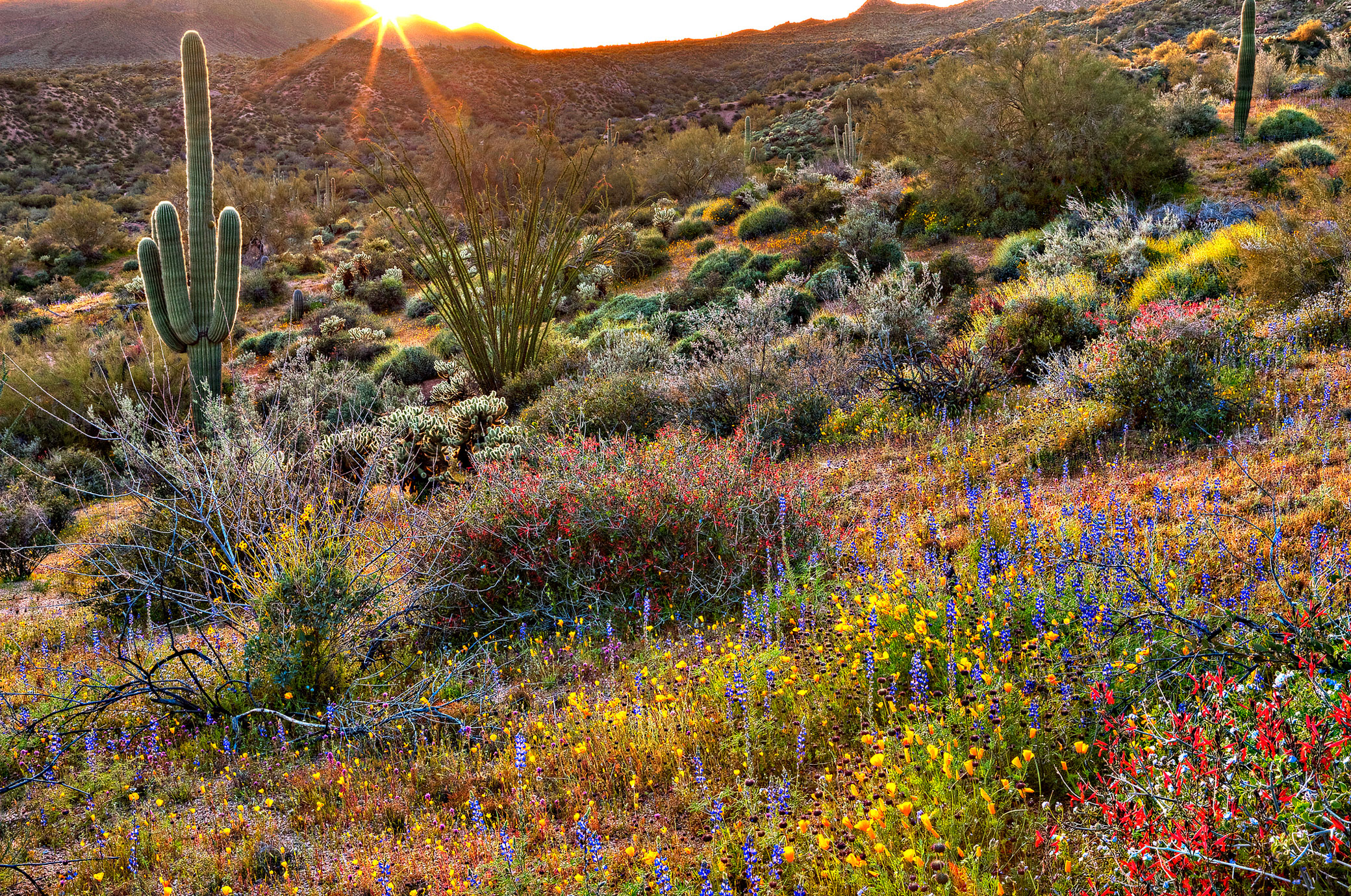 Image of sunrise over the Sonoran Desert near Phoenix, one of the many places to stop while Phoenix sightseeing