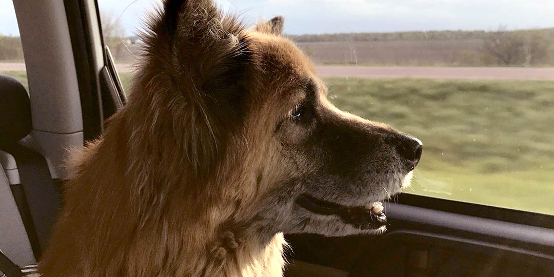 Violet the dog looking out of a car window