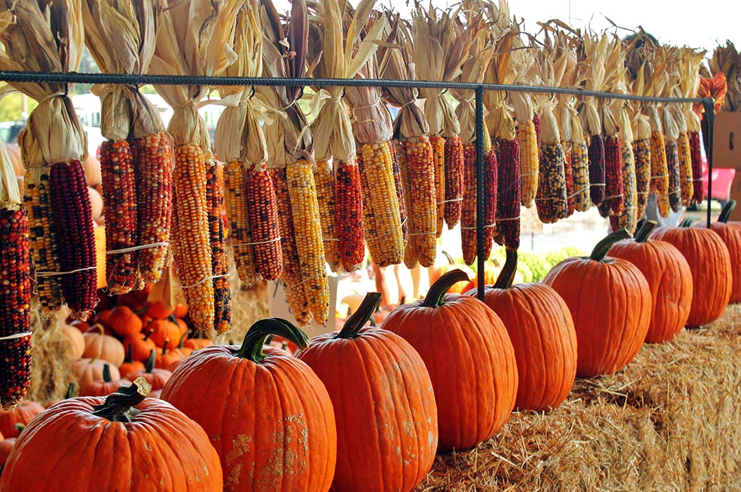 Pumpkins and corn in the cozy fall getaway of Petaluma, CA - Choice Hotels