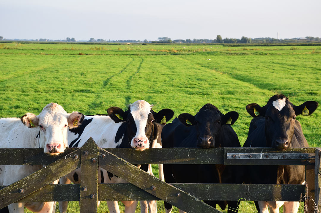 Happy cows in Rutland, VT, a cozy fall getaway - Choice Hotels