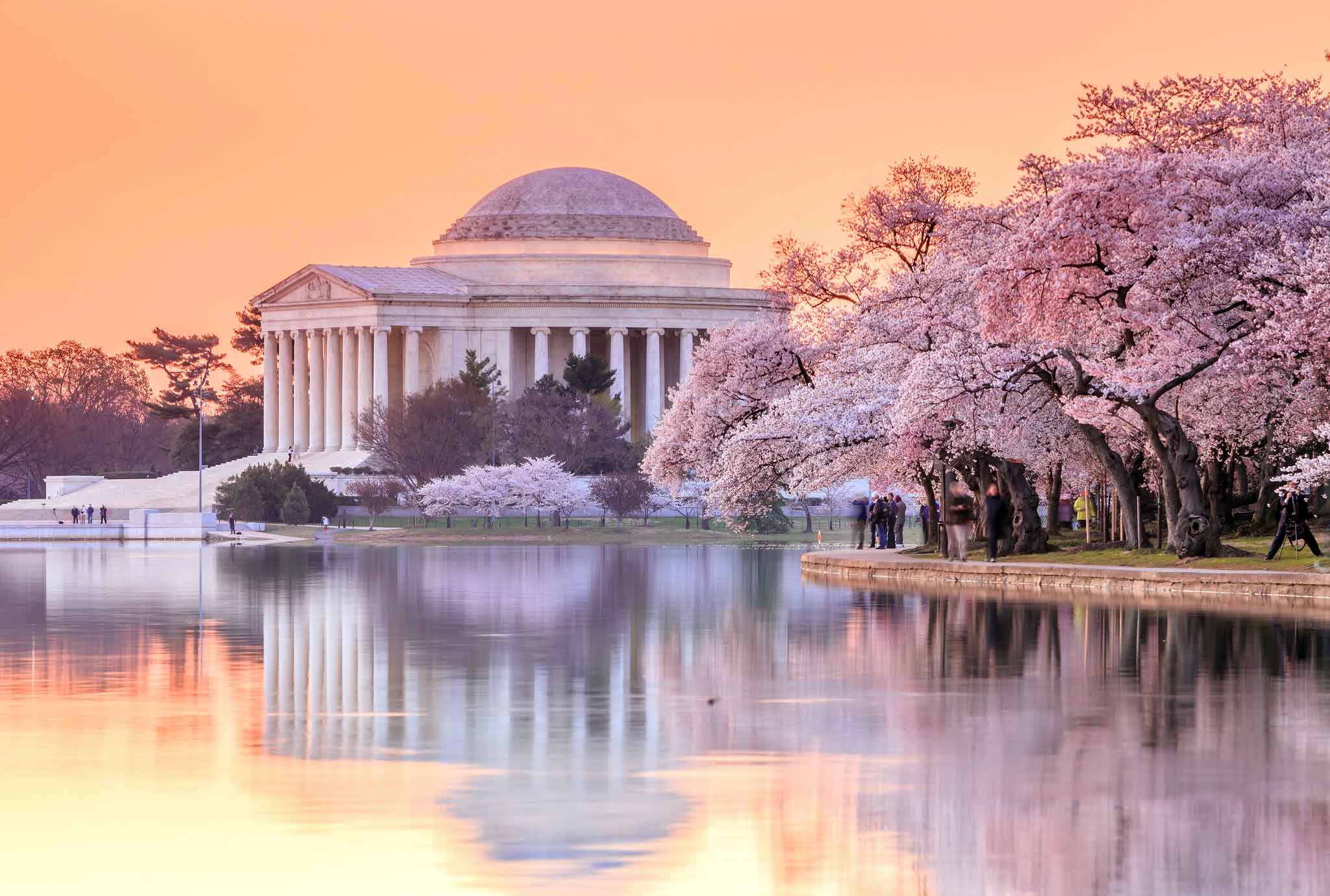 Image of cherry blossoms in bloom near the Jefferson Memorial in Washington D.C.