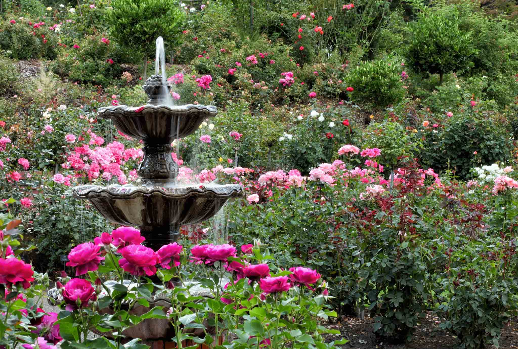 Image of a fountain surrounded by roses at the Portland Rose Garden