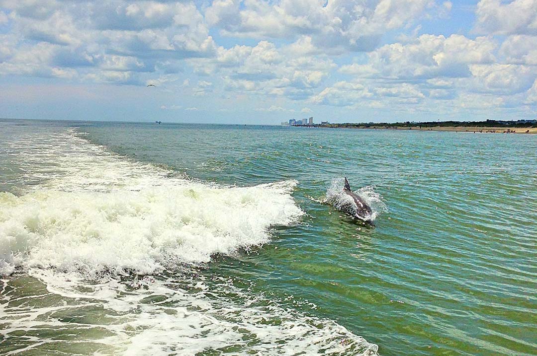 Image of a dolphin behind a tour boat, one of the many things to do with kids in Virginia Beach.