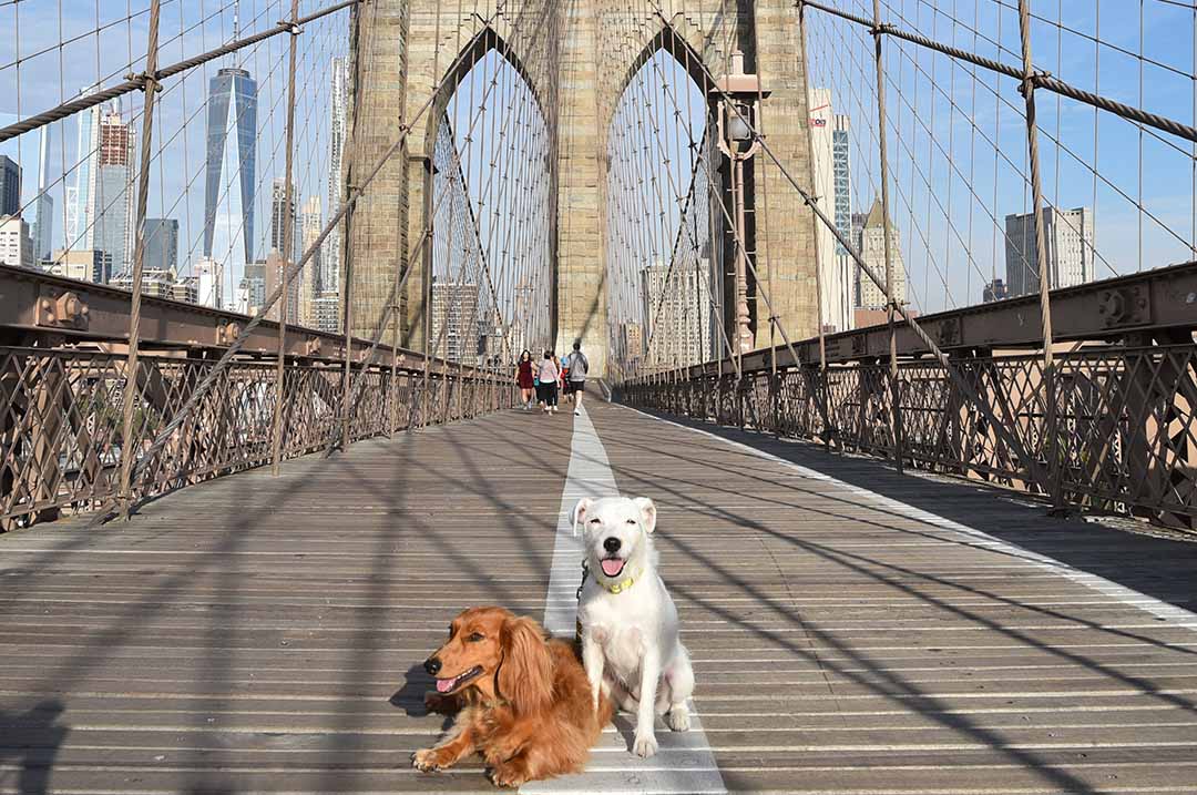 Image of Django and Chloe on the Brooklyn Bridge - here are some pets traveling better than you.