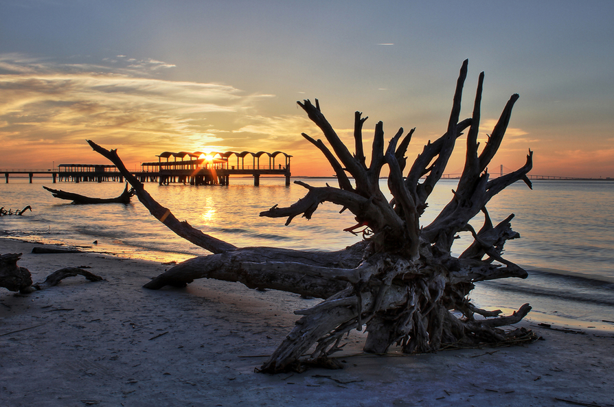 Image of driftwood on the Golden Isles at sunrise