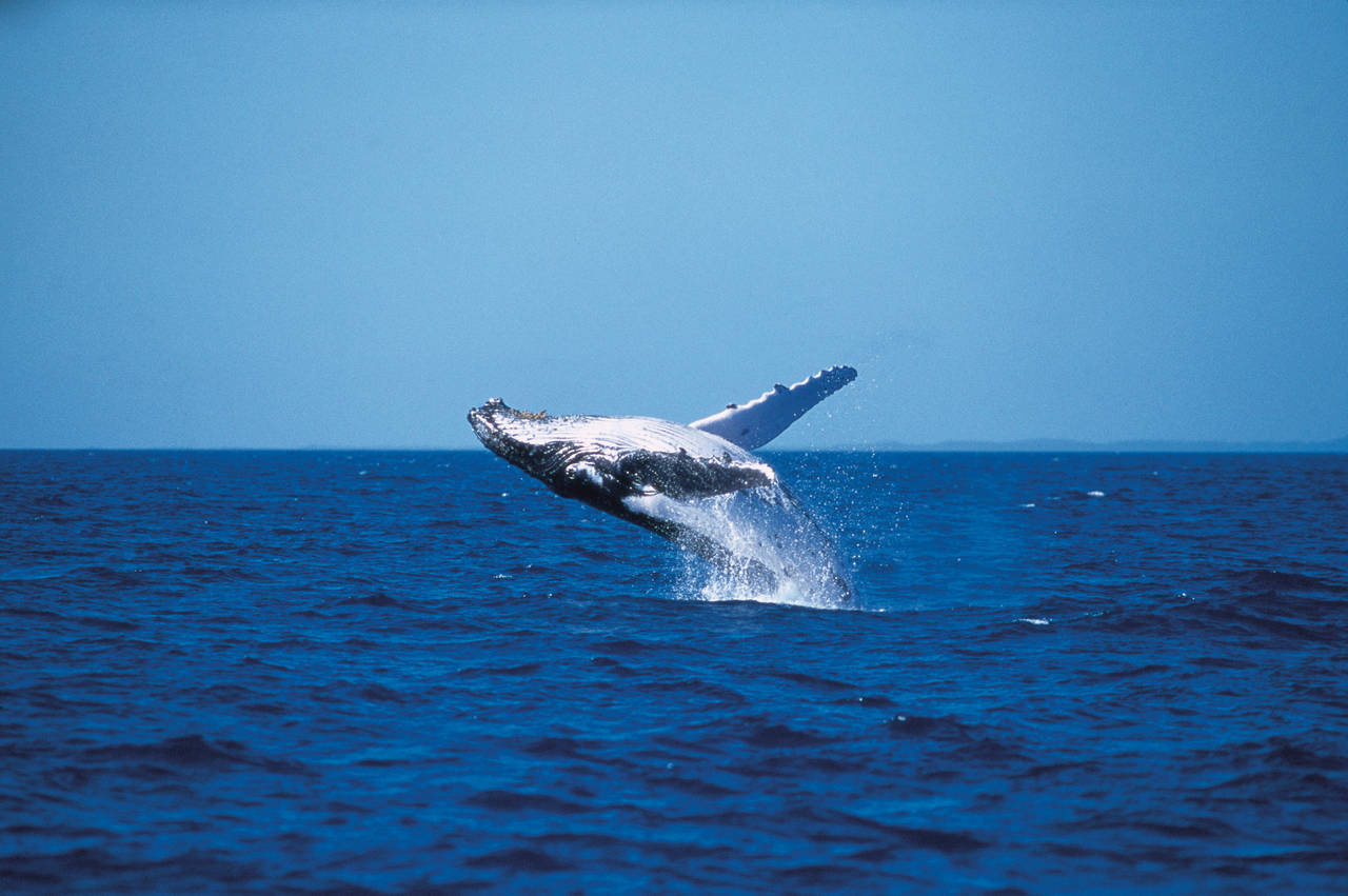 Whale Watching