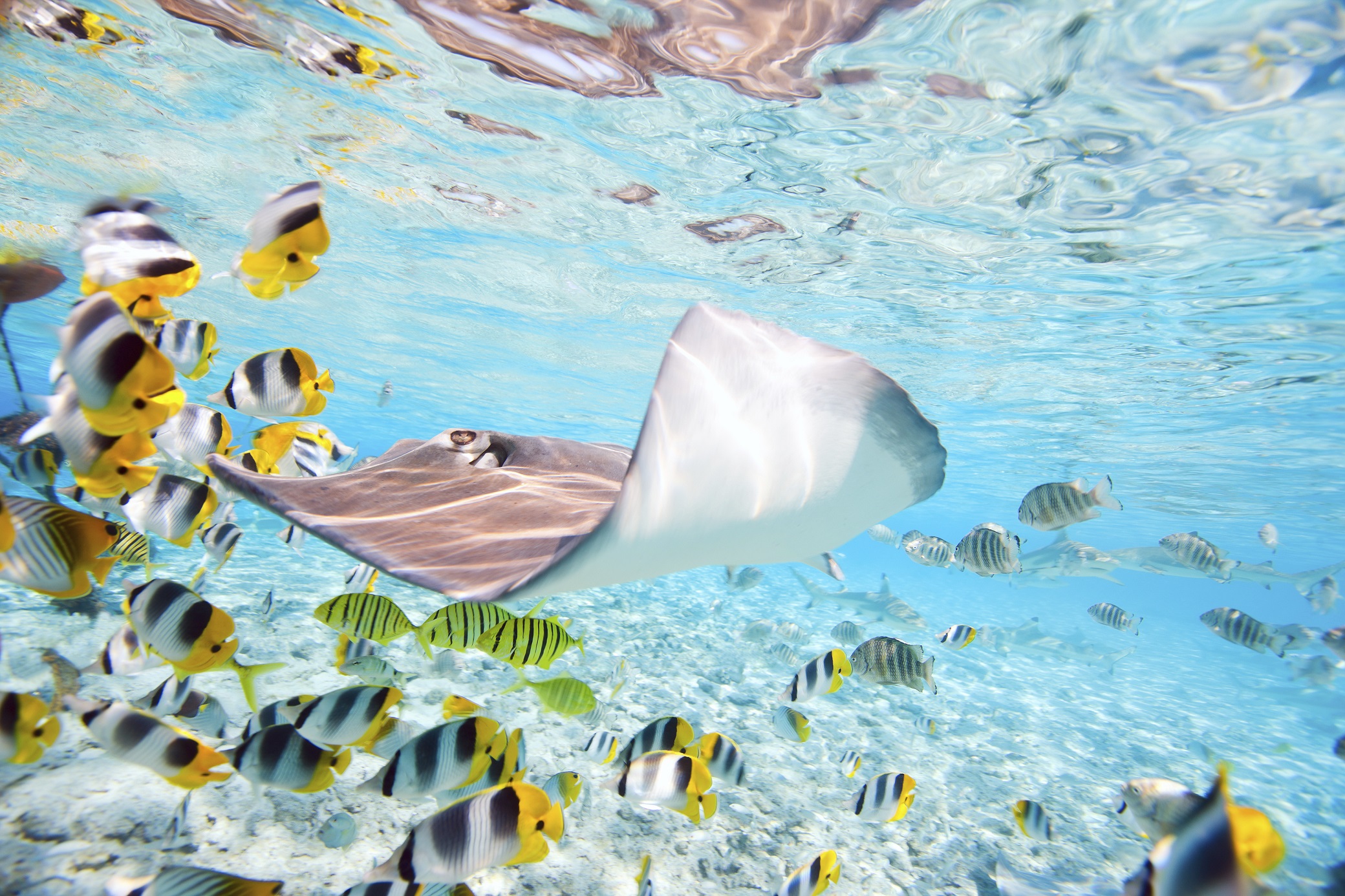 stingray underwater