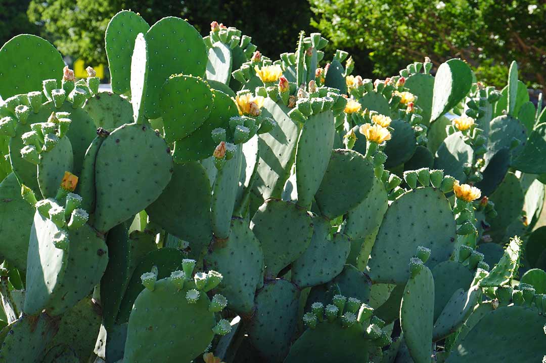 Image of cacti at Bob Jones Nature Center - here are some things to do in Southlake.