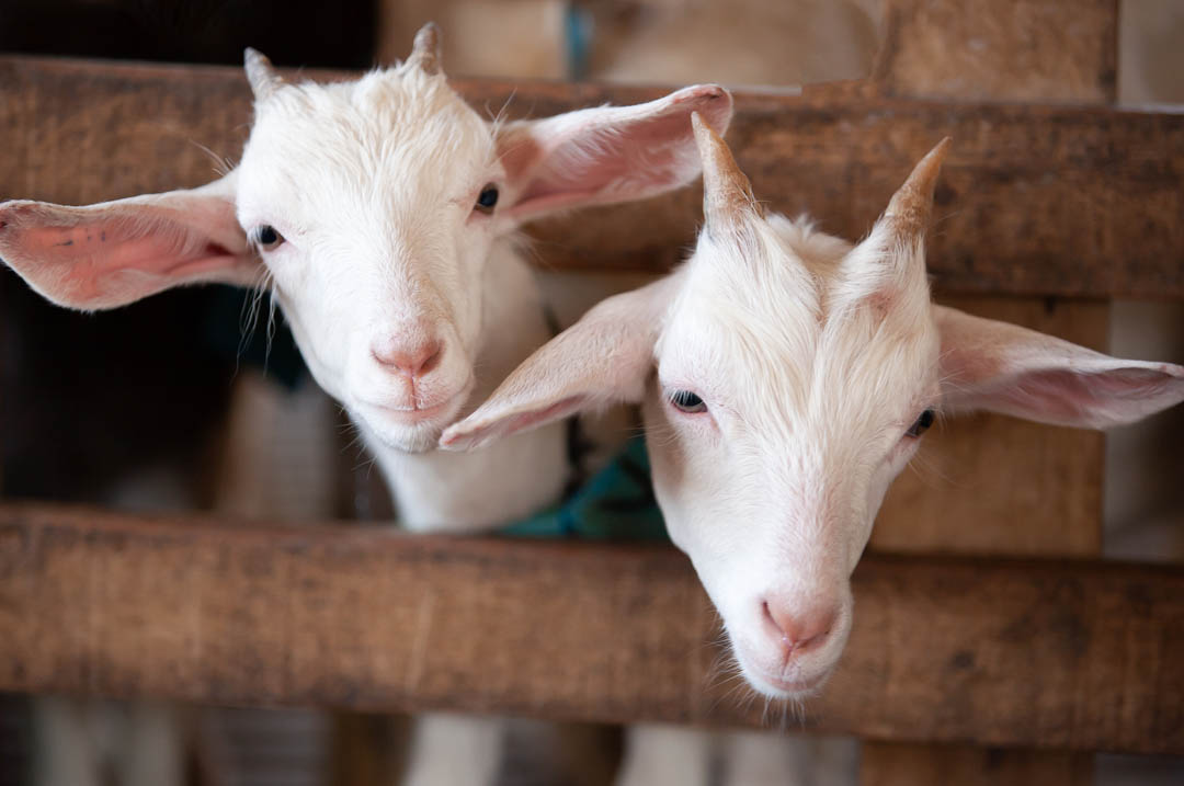 Image of two goats which you can see at 1870 Farm, one of many things to do in raleigh with kids.